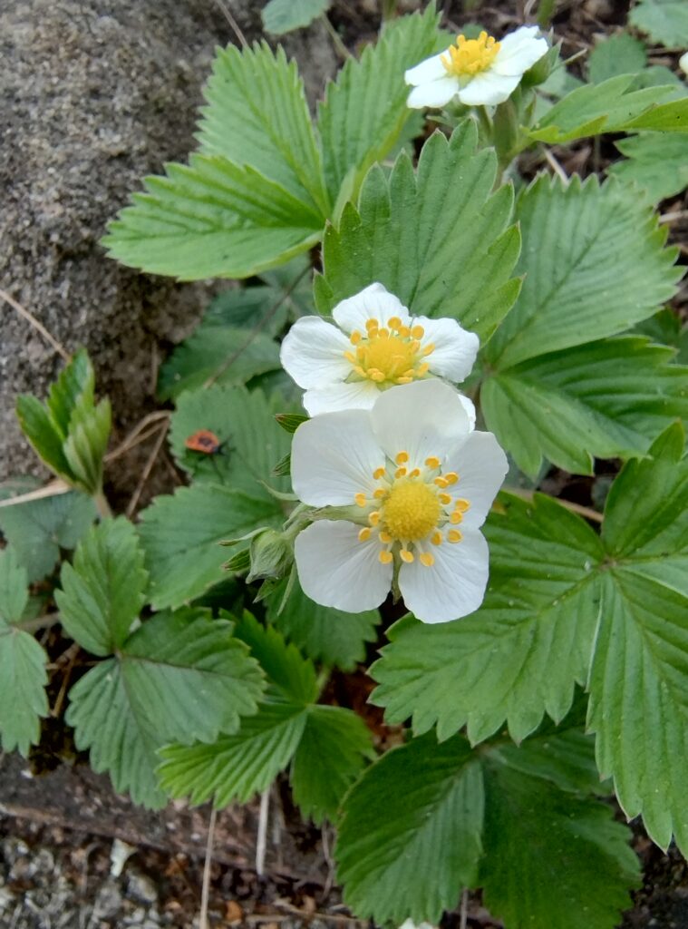 strawberry plant with three flowers