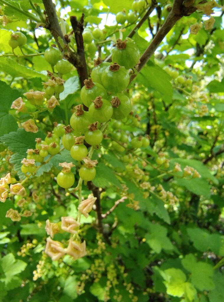 currant berries and flowers