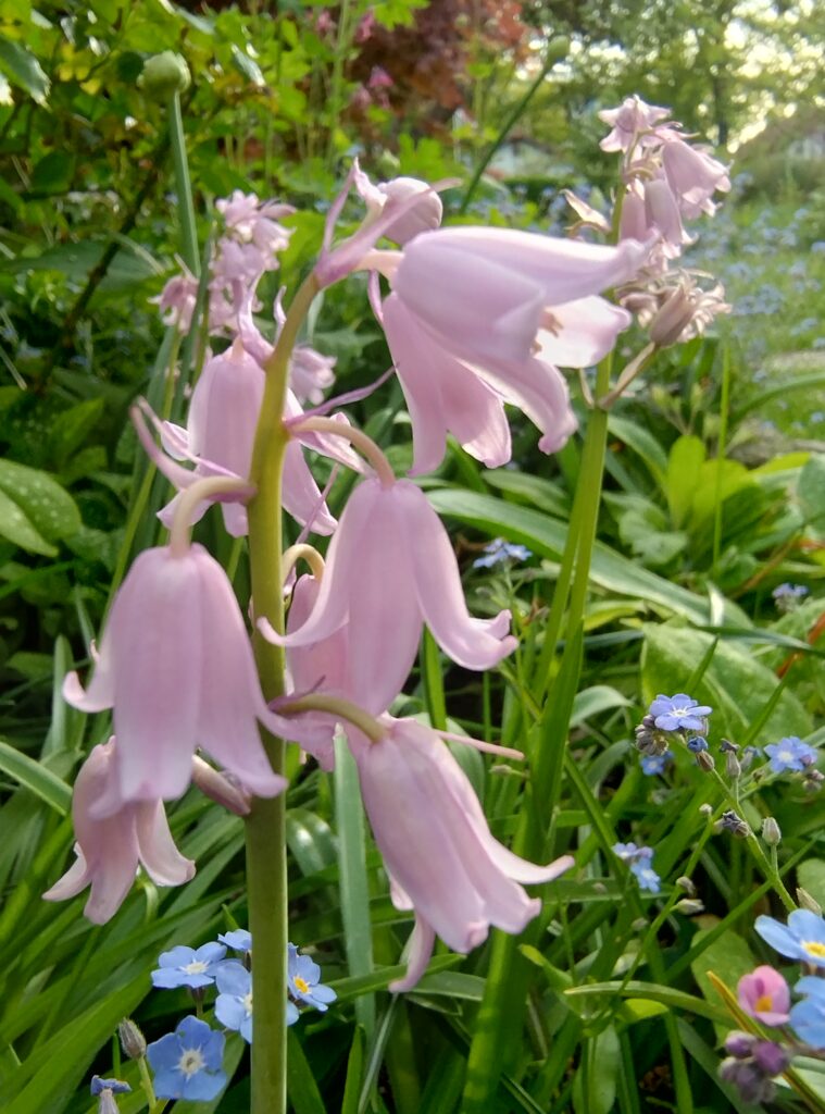 pink bluebell flowers