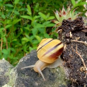 snail and sempervivum on a rock