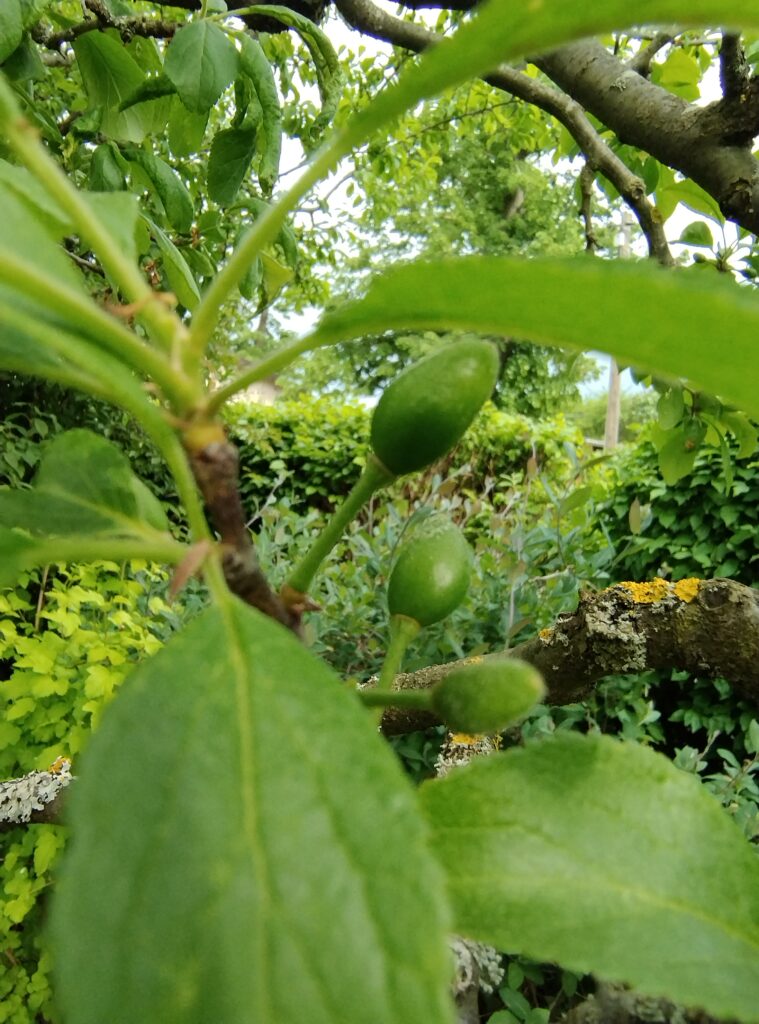 early plums