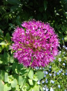 Allium flower