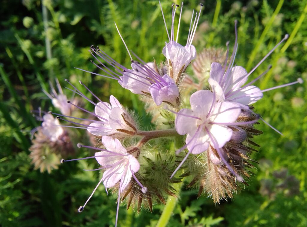 Phacelia blossom close up