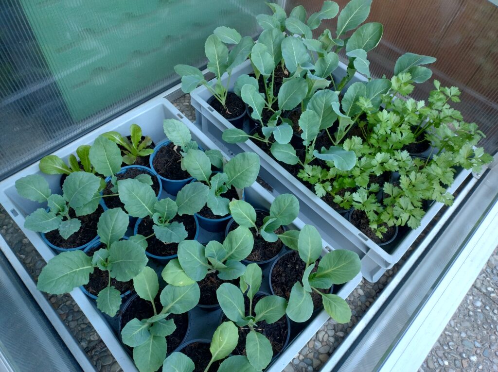 cabbage and celery seedlings