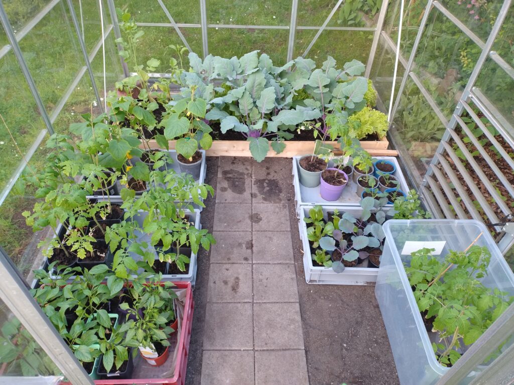 various vegetables in a small greenhouse