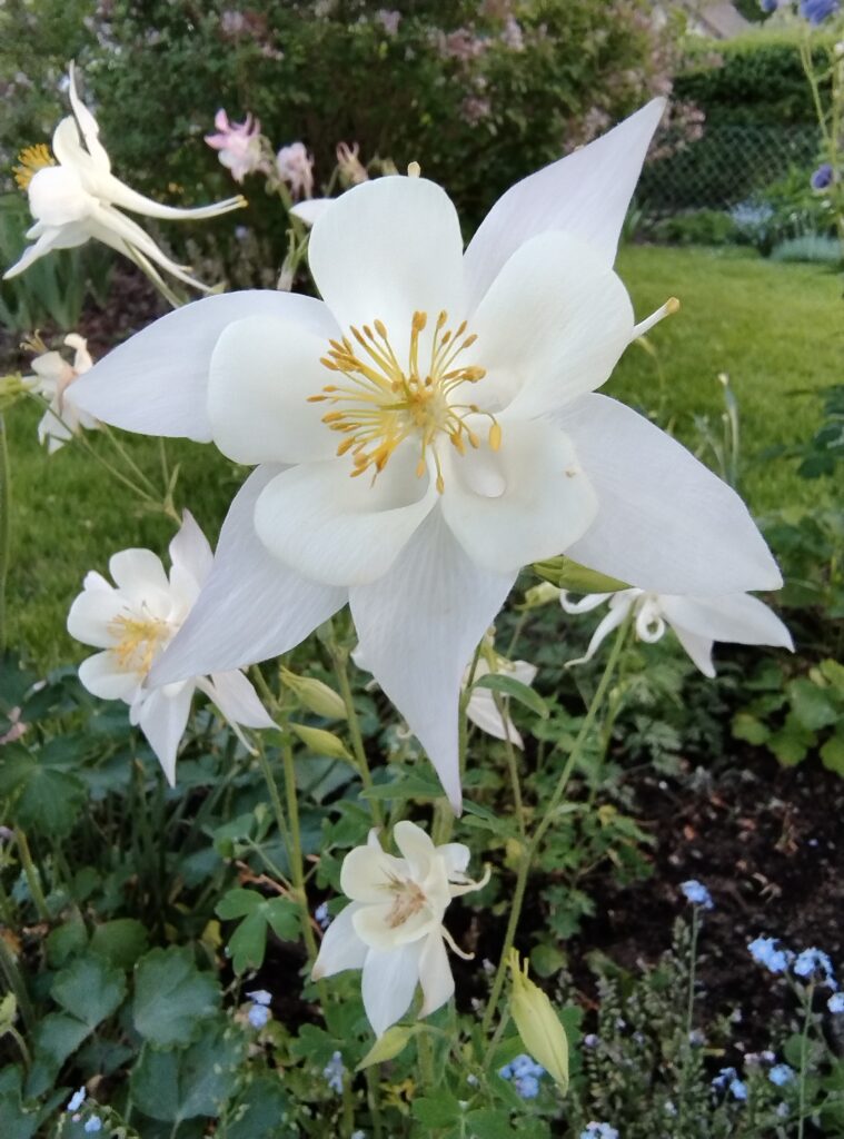 white Aquilegia