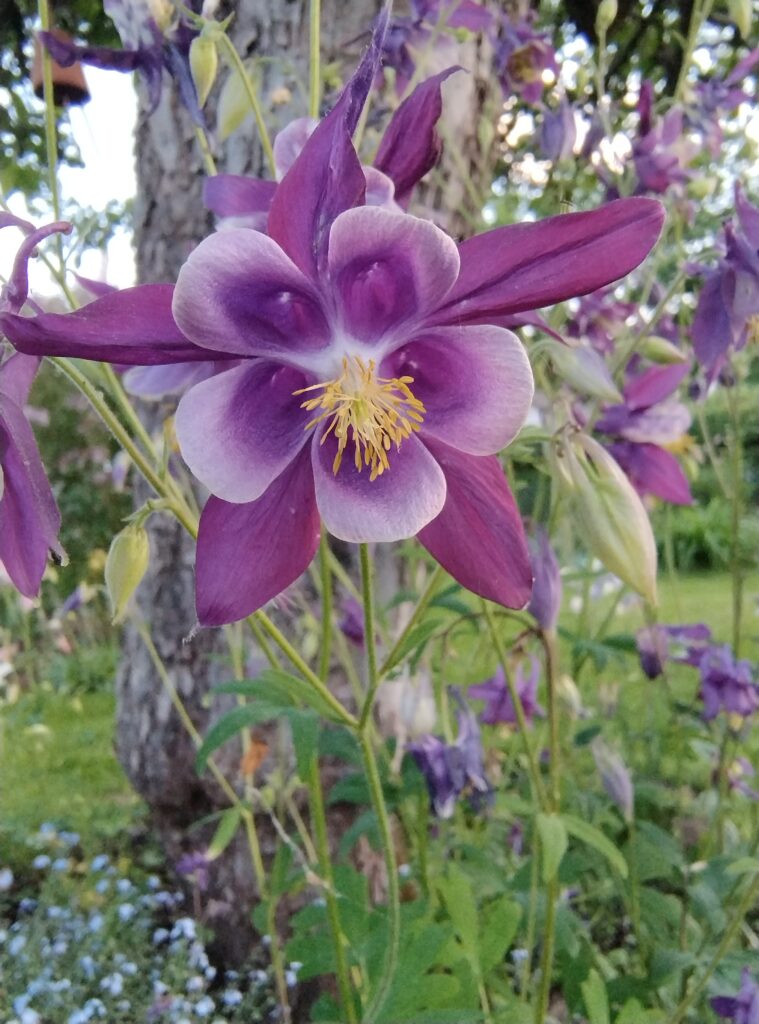 violet Aquilegia