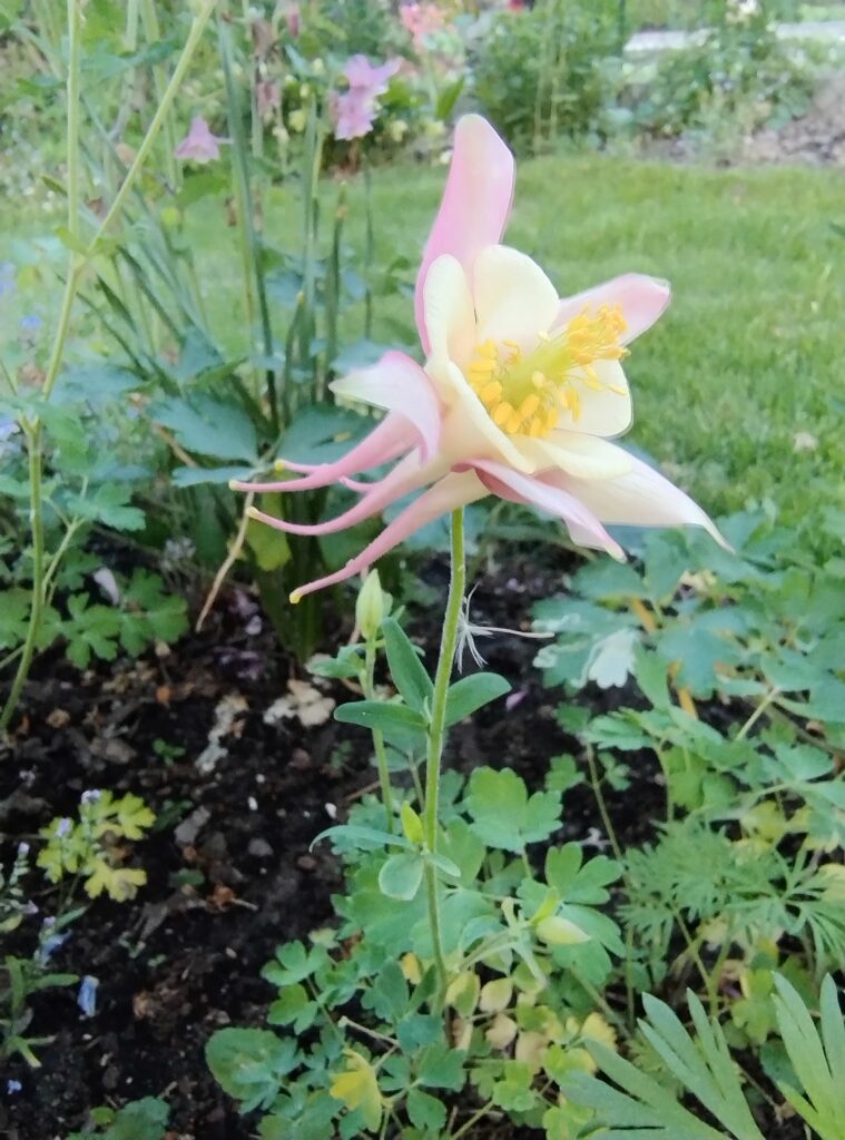 pink/yellow Aquilegia