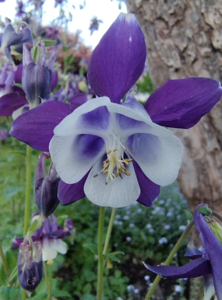 blue/white Aquilegia