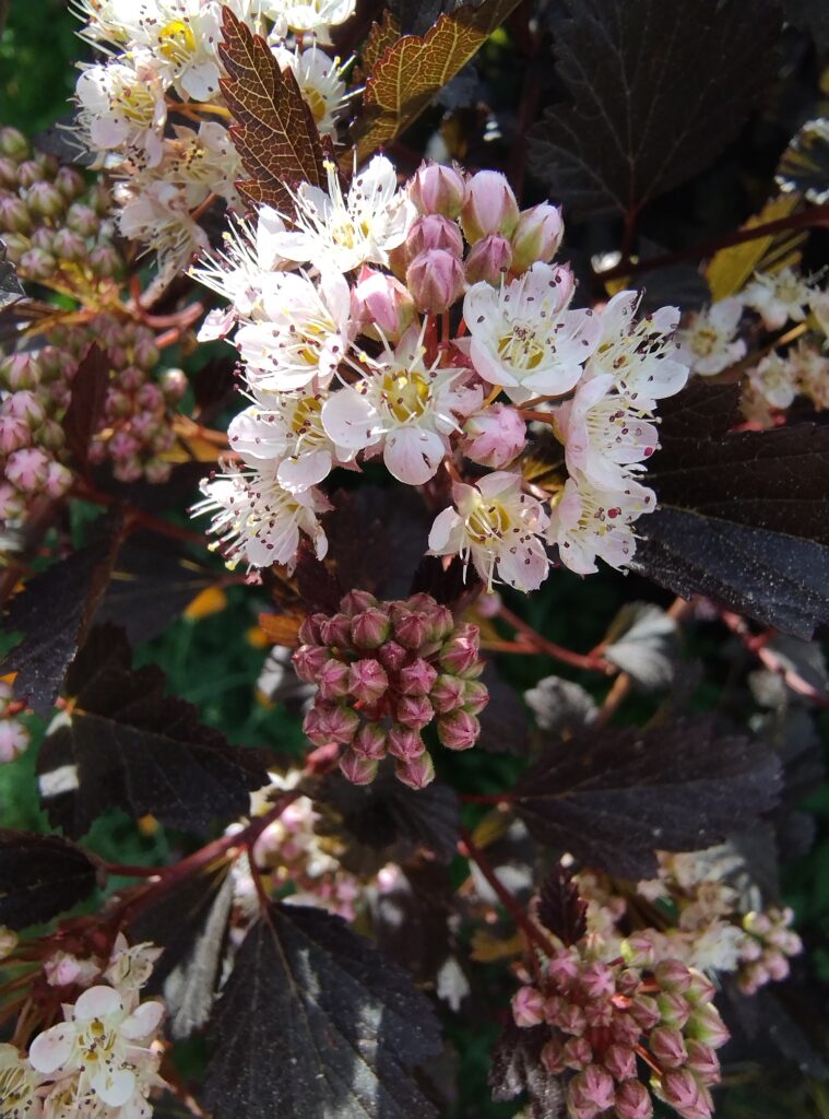 Physocarpus flower