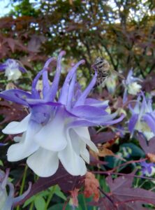 bee sitting on a columbine