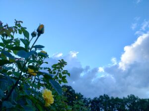 yellow roses, evening sky